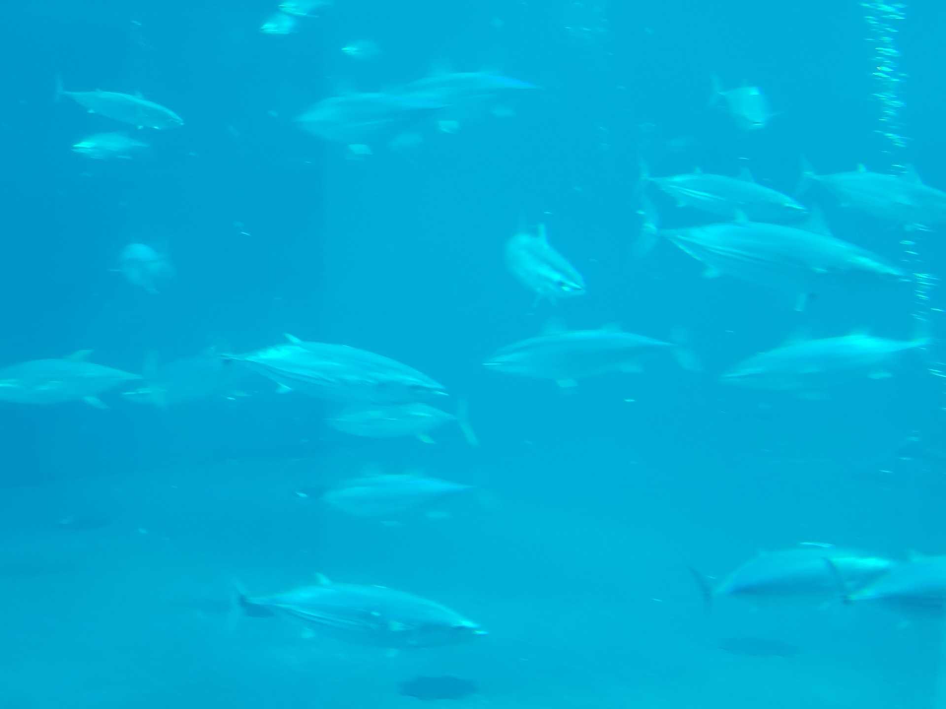 魚のお話 魚と日常ブログ 楽天ブログ