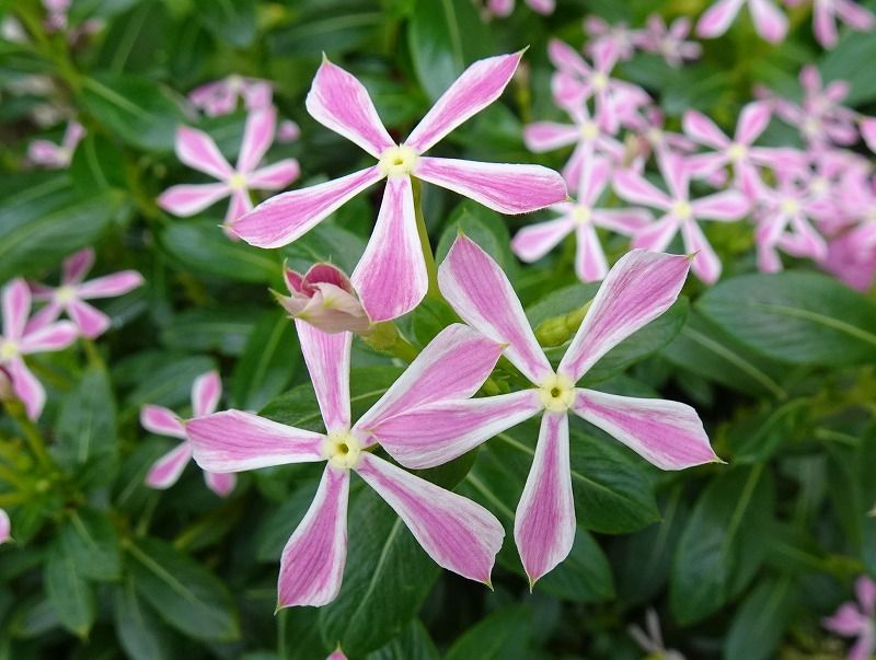 6月27日 呉服橋 五月山公園 池田市緑化植物園 城跡公園 呉服橋 Gazengamaのブログ 散歩中に出合った花と趣味の陶芸作品 楽天ブログ