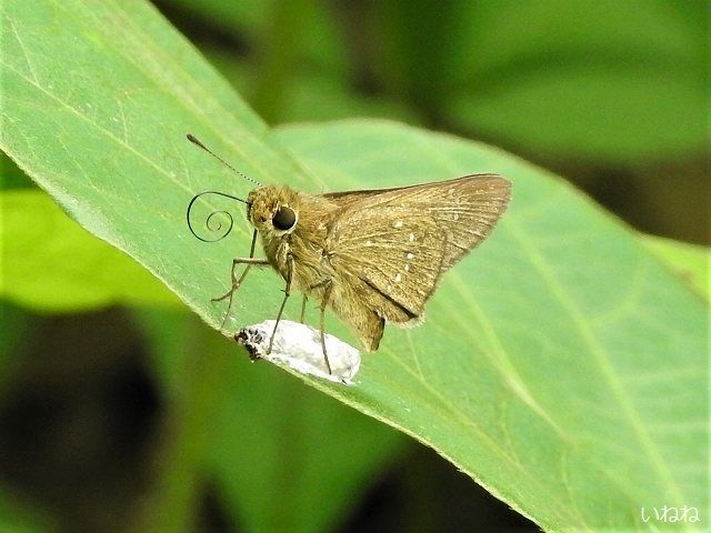 チャバネセセリ2019年7月28日