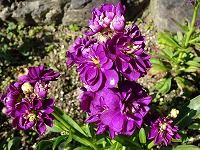 ２月２０日の誕生花 ストック 紫 の花言葉 おおらかな愛情 駆け落ちの合図に投げたアラセイトウ 紫羅欄花 の紫色の花 弥生おばさんのガーデニングノート 花と緑の365日 楽天ブログ