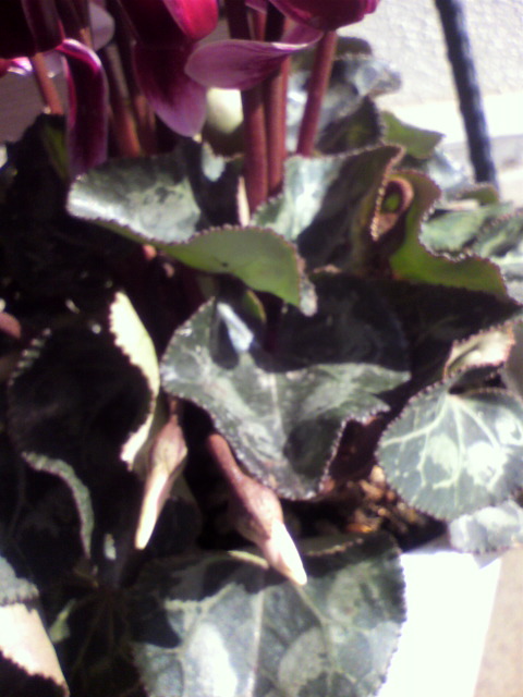 2013010912430000.jpg
