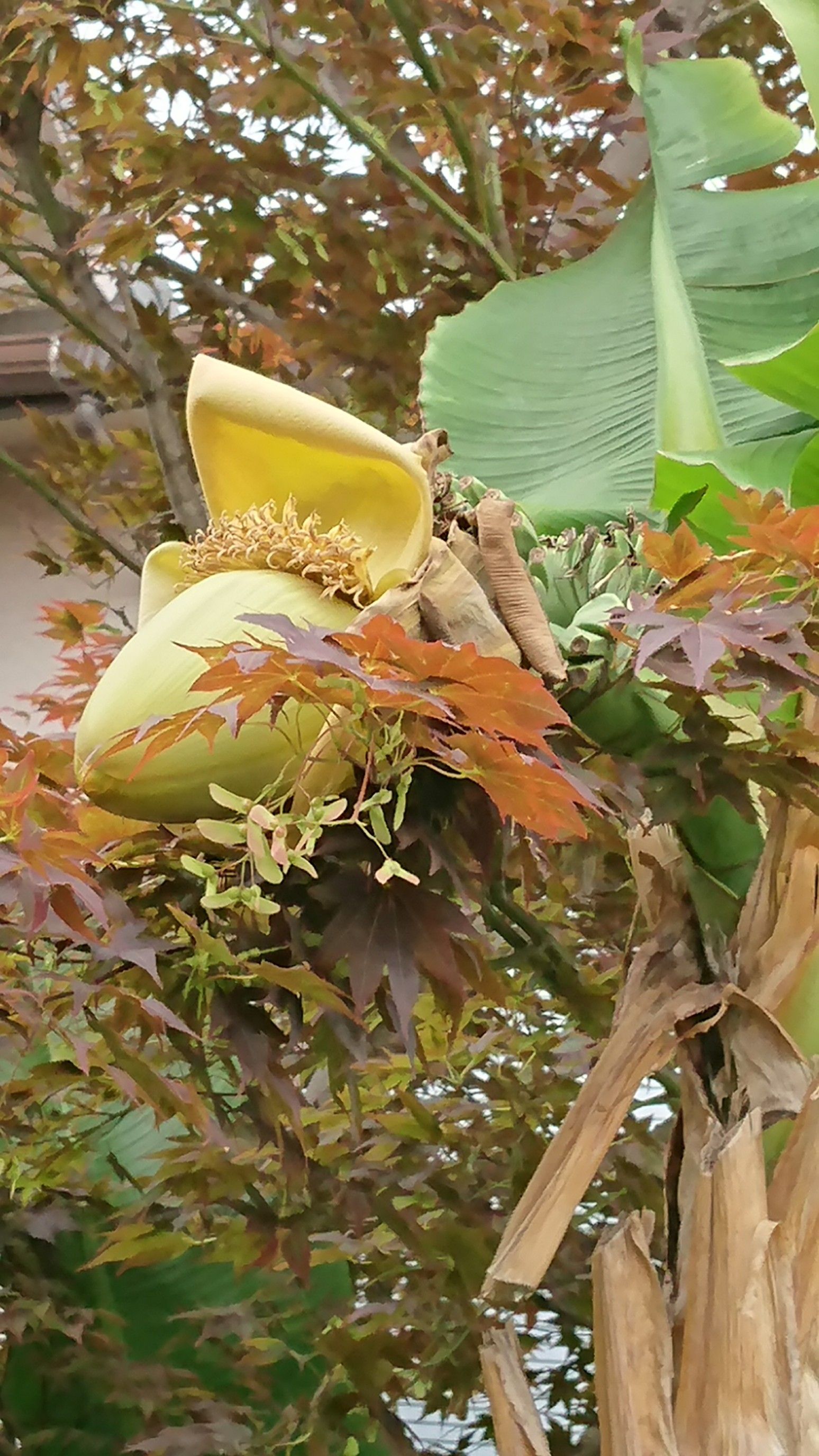 南国ムードの 芭蕉の木 はぬる７のブログ 楽天ブログ