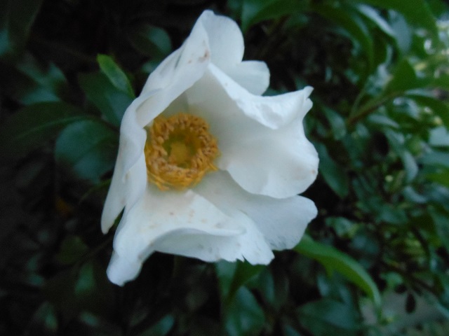 DSCN1634.JPG