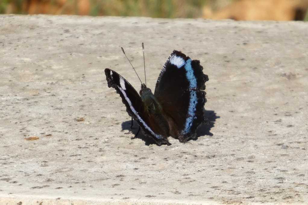515