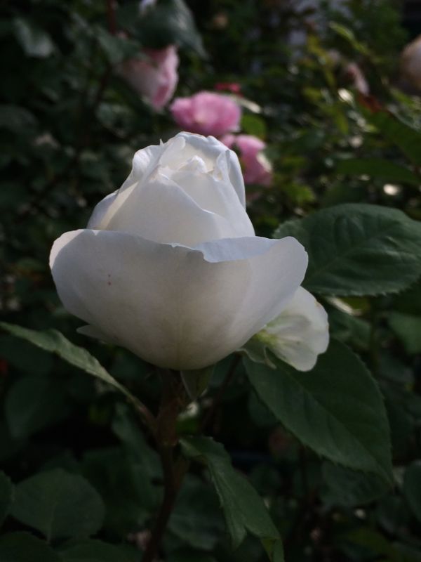 rblog-20140519111654-02.jpg