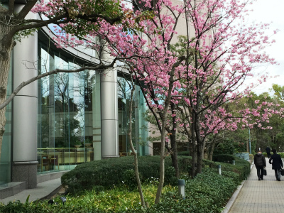 帝国ホテルの桜