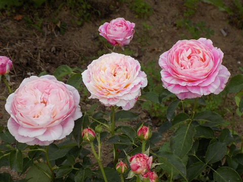 DSCN3607.JPG