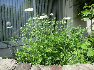 IMG_0464ss.jpg