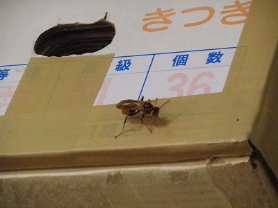 2匹目