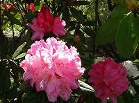 ６月５日の誕生花 シャクナゲ ピンク の花言葉 荘厳 威厳 をもって咲くピンク色の高嶺の花 弥生おばさんのガーデニングノート 花と緑の365日 楽天ブログ