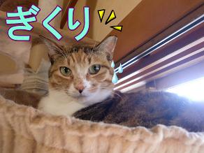 福ぎくり.JPG