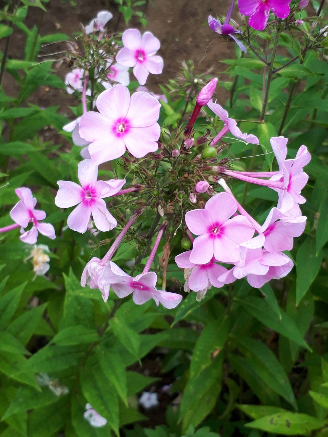 夏の花 アメリカフヨウなど 花の写真 楽天ブログ