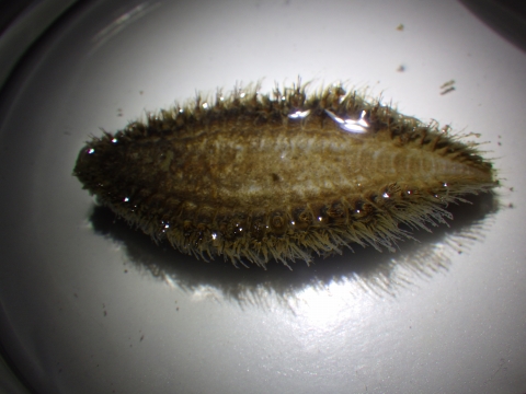 コガネウロコムシ科（Aphroditidae）の一種12　熊野灘