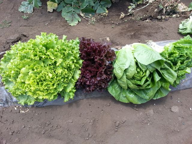 20130602収穫レタス.jpg
