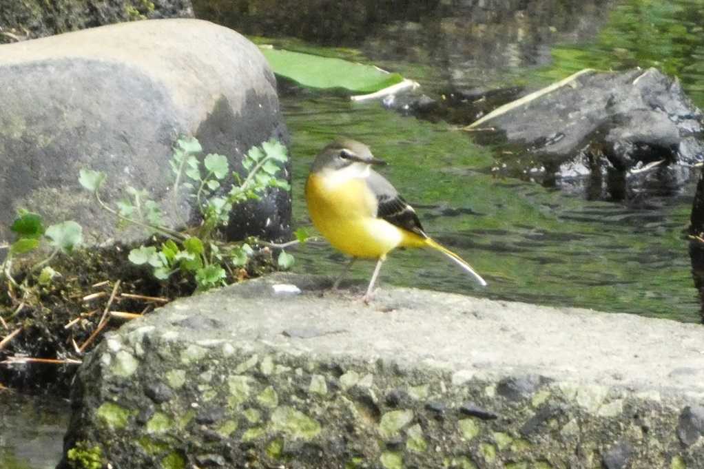 515