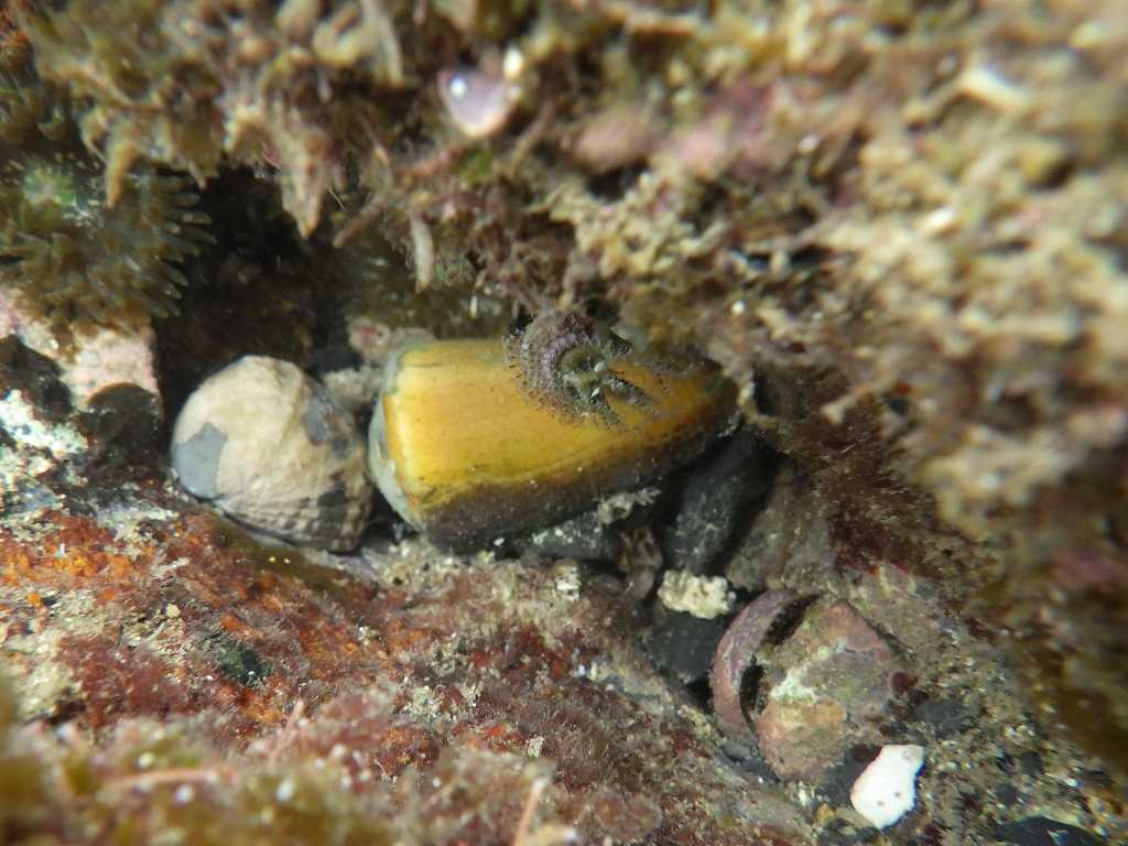 串本磯採集2019年7月中旬13　イモガイ属の一種（Conus sp.）