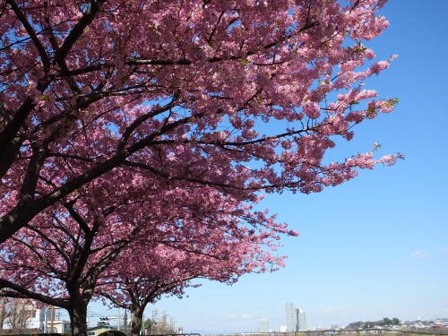 多摩川土手の河津桜