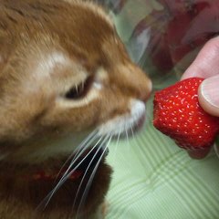 いちごとねねちゃん２