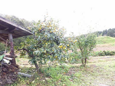 DSCF8662.jpg