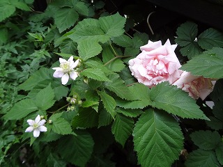 DSC01370.jpg