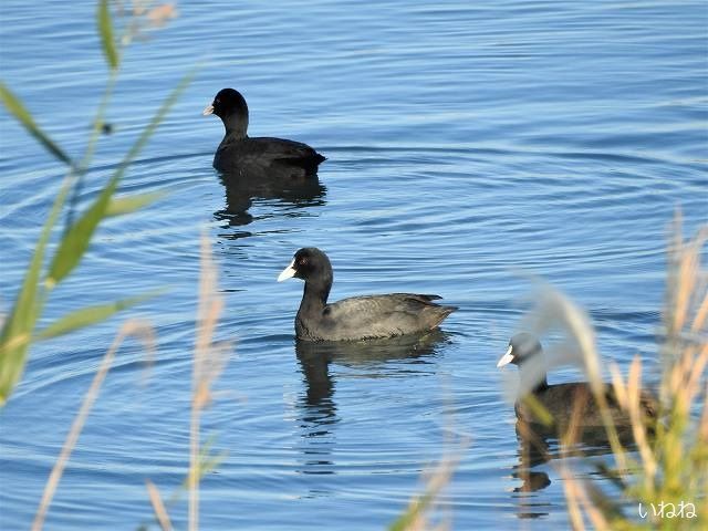 オオバン オス メス共に同色で見分けがつきません いねねの趣味三昧 昆虫 野鳥 古寺巡り 読書 木工 語学など 楽天ブログ