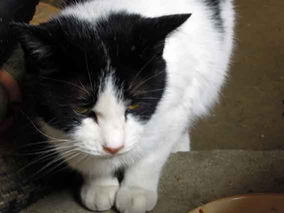 我が家のニャンコ♪2013/2/17-2