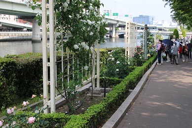 中之島公園のバラ