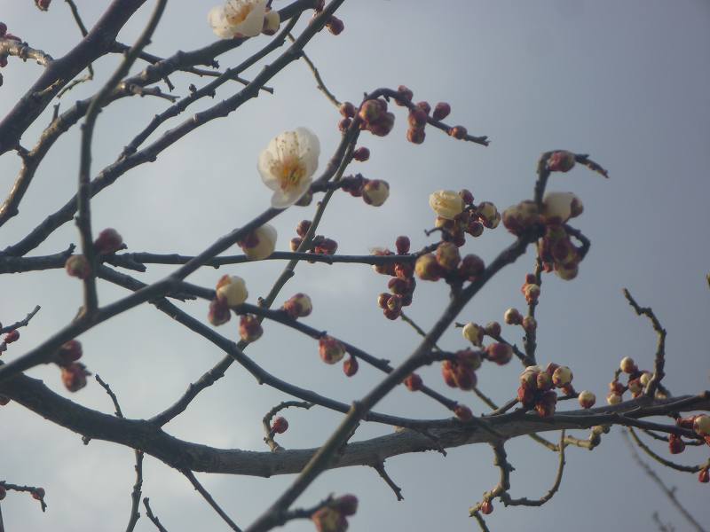 ようやく梅が開花。