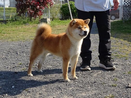 日本 犬 保存 会 展覧 会 ブログ コレクション イメージ ベスト