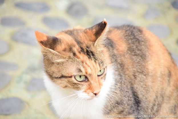 と言うことでまた猫のお話 | 今日の予定 - 楽天ブログ
