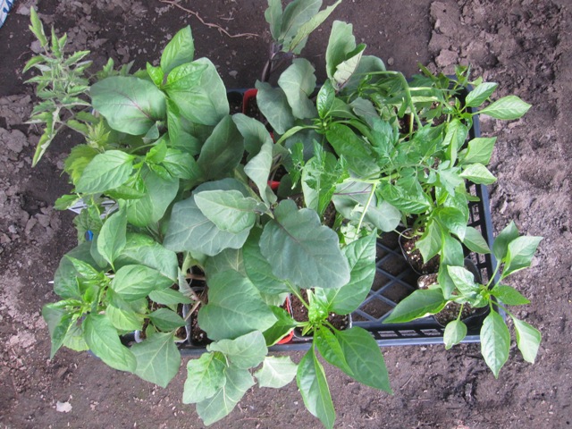 野菜苗2.jpg