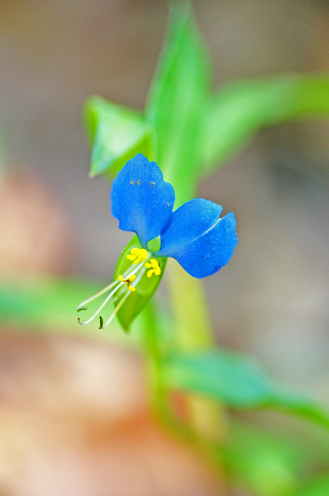 つゆ草１