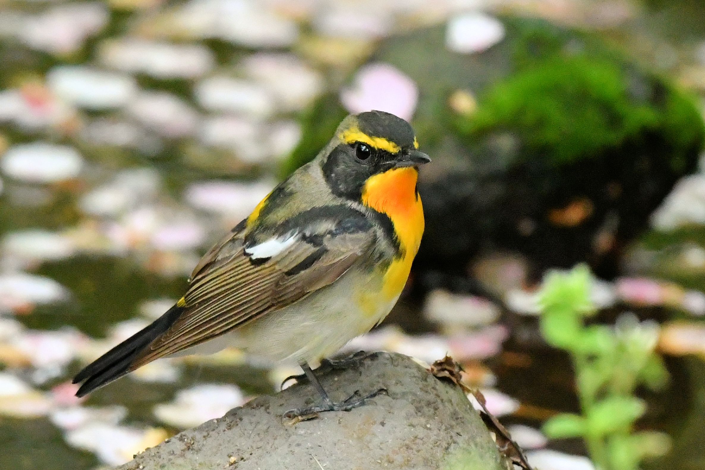 キビタキ第一回夏羽もろもろ | まみきびのブログ - 楽天ブログ