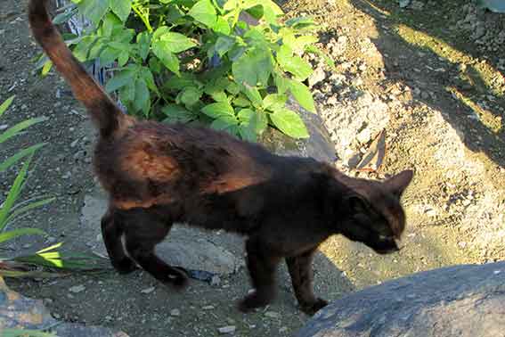 我が家のニャンコ♪2016/4/30-3