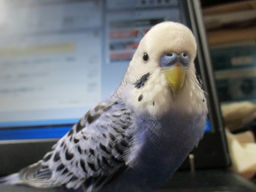 ぴーちゃん