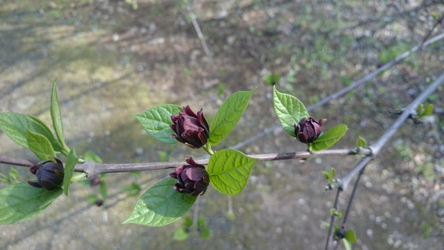 2015-04-18 15.44.08.jpg