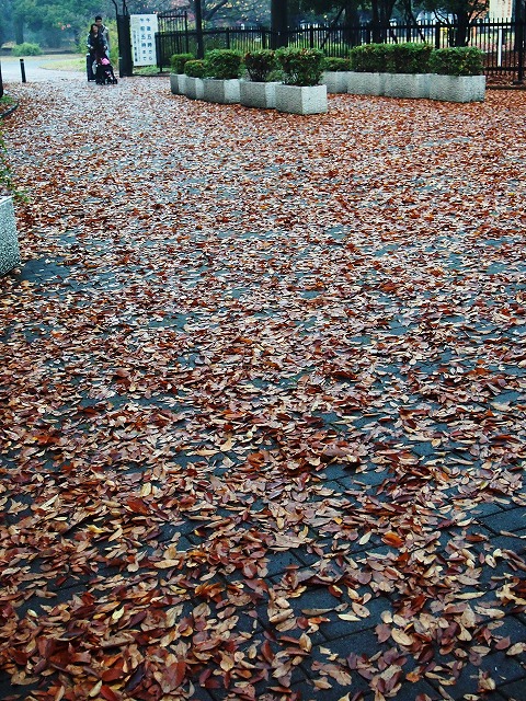 s-p2781.jpg