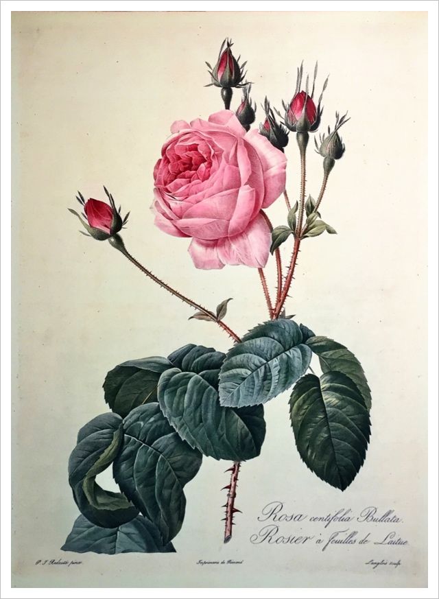 ルドゥーテの「バラ図譜」展 | 末摘む花の雑記帳 - 楽天ブログ