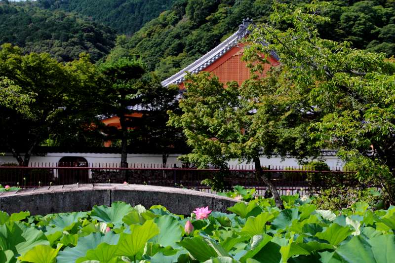 天龍寺蓮池_04.jpg