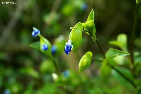 ツユクサ（露草、ツユクサ科）