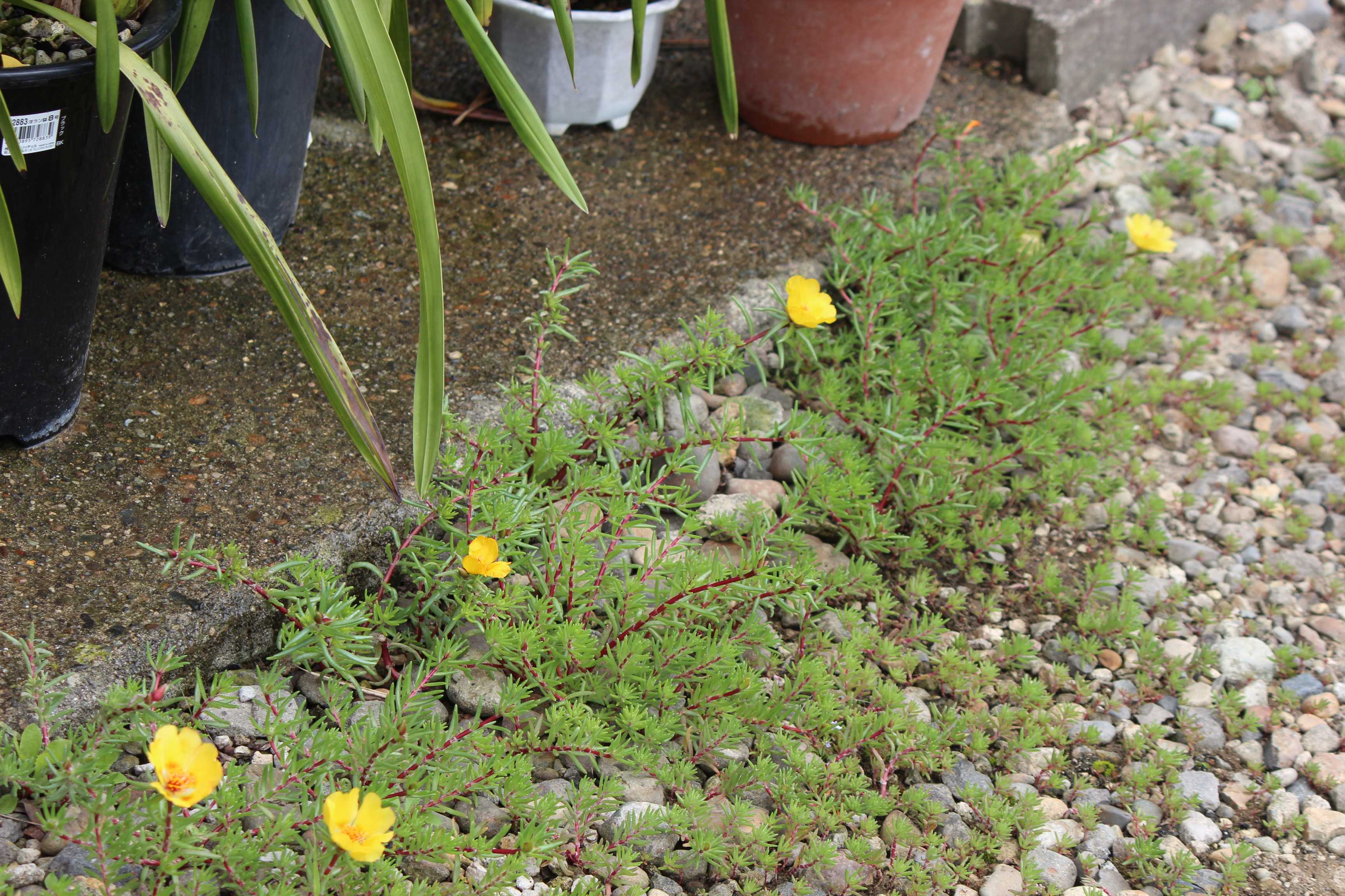 マツバボタン 松葉牡丹 つれづれ日記 楽天ブログ マツバボタン 松葉牡丹 つれづれ日記 楽天ブログ