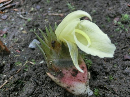 ミョウガの花