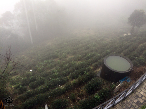 茶畑がチラッと見えます