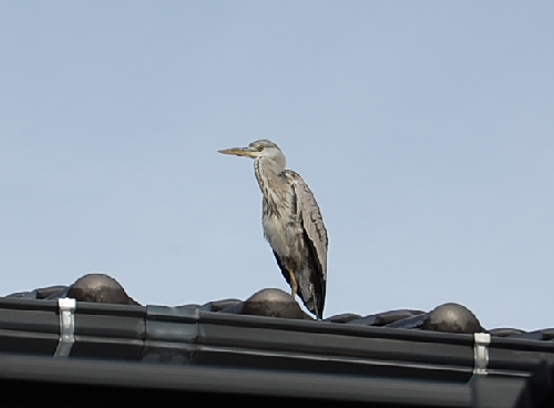 DSC_0055.JPG