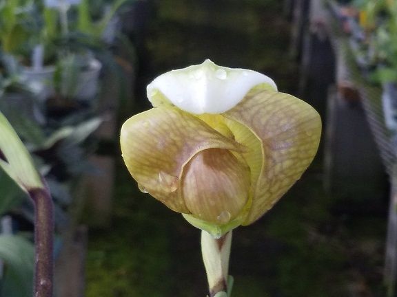 Lyc ショールヘブン ミス ショーナン Paph インシグネ オッディティ Epi ジョゼフ リー マザーズ デイ カトウ ラン好きのページ 楽天ブログ