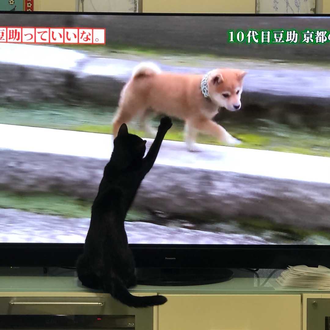 カンチの足跡日記