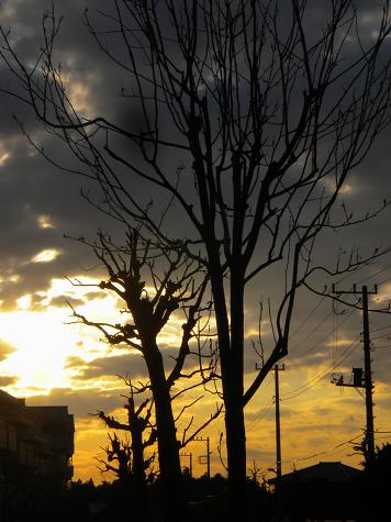４／８日曜日早朝の風景・日の出と木のシルエット.JPG