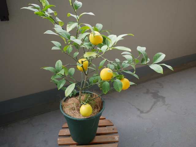 マイヤーレモンを今年も収穫 Verandism べらんでぃずむ ベランダ菜園とか 楽天ブログ