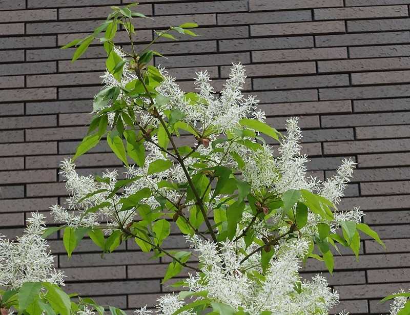 4月2日 今日の一花 アオダモ 青椨 Gazengamaのブログ 散歩中に出合った花と趣味の陶芸作品 楽天ブログ