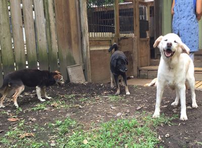 老犬ホスピス 動物たちの未来のために 楽天ブログ